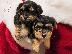 PoulaTo: Yorkie για 200 €